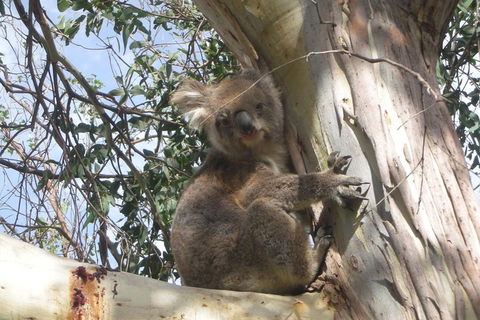 Small-Group Great Ocean Road Classic Day Tour From Melbourne - Accommodation Noosa 1