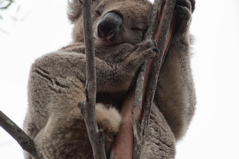 2-Day Kangaroo Island 4WD Small-Group Tour From Adelaide - Accommodation Noosa 0