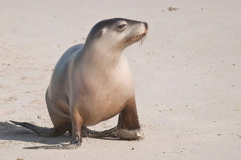 2-Day Kangaroo Island 4WD Small-Group Tour From Adelaide - Accommodation Noosa 4