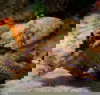 General Admission Entry at AQWA - Accommodation Noosa