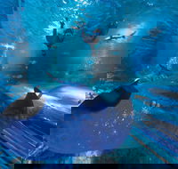 Snorkel with Sharks at AQWA - Accommodation Noosa