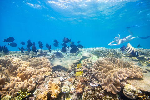 Outer Reef Pontoon Experience From Cairns - Accommodation Noosa 4