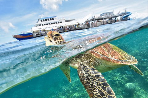 Outer Reef Pontoon Experience From Cairns - Accommodation Noosa 5