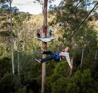 Hollybank Wilderness Adventure - Zipline Tours - Accommodation Noosa