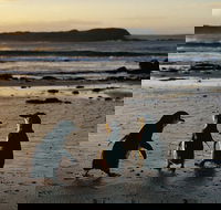 Phillip Island Penguin Parade Day Trip with Koala Conservation Reserve Visit - Accommodation Noosa