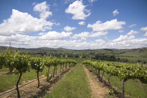 Hunter Valley Wine Tour From Sydney Incl Lunch, Cheese, Chocolate And Distillery - Accommodation Noosa 0