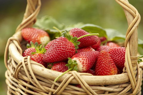 Mornington Peninsula Farm Produce Wine And Cider Tour - Accommodation Noosa 1