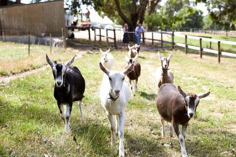 Mornington Peninsula Farm Produce Wine And Cider Tour - Accommodation Noosa 3