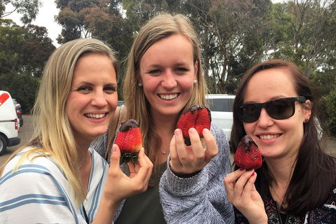 Mornington Peninsula Farm Produce Wine And Cider Tour - Accommodation Noosa 4