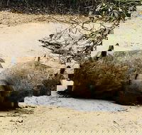 Phillip Island Penguin Parade Brighton Bathing Boxes and Wildlife Park Tour - Accommodation Noosa