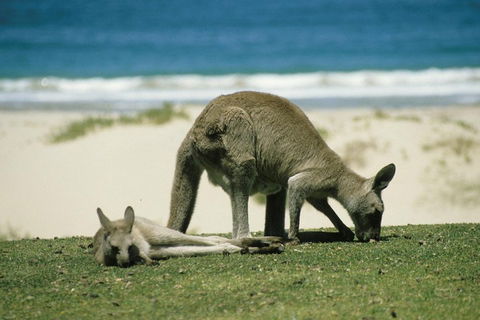 Great Ocean Road Highlights Tour - 2 Days, 1 Night - Accommodation Noosa 2
