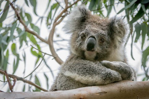 Great Ocean Road & Grampians National Park Tour - 3 Days, 2 Nights - Accommodation Noosa 2