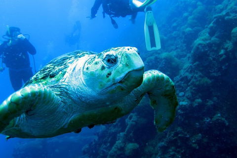 Scuba Dive The S.S. Yongala Wreck On The Great Barrier Reef. - Accommodation Noosa 5